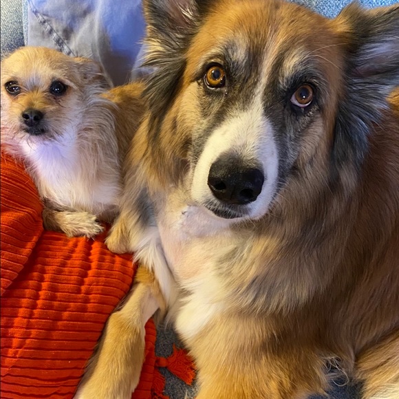 Meet your Posher, Viki - Picture 2 of 3